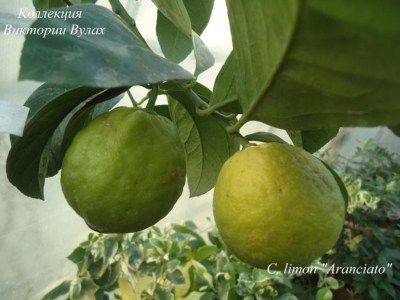 1.3C. limon aranciato